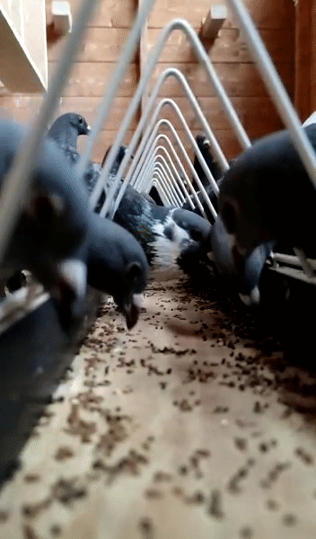 Racing Pigeons Feeding